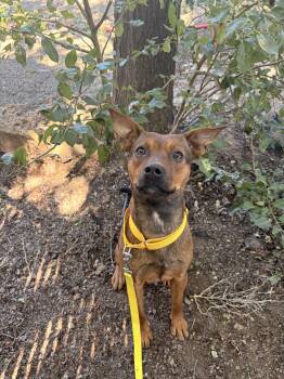 Sahara -  Australian Kelpie Dog for Adoption in Redmond, Oregon - Sahara | PetCurious