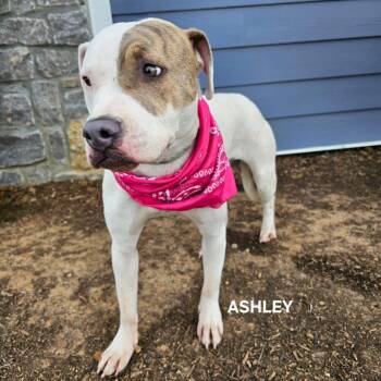Mixed Breed Dogs Available for Adoption in Madisonville, Tennessee - Ashley | PetCurious
