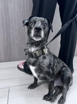 Chihuahua and Dachshund Dogs Available for Adoption in Daytona Beach, Florida - Lightning Mcqueen - 2 | PetCurious