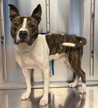 GRIFFIN -  Pit Bull Terrier and Mixed Breed Dog for Adoption in Minneapolis, Minnesota - GRIFFIN | PetCurious