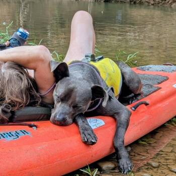 Winkie -  Pit Bull Terrier and Mixed Breed Dog Available for Adoption in Fayetteville, Arkansas - Winkie | PetCurious