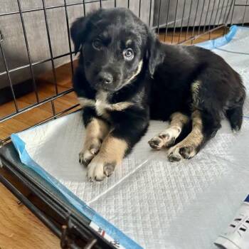 Retriever Dogs Available for Adoption - Lauren | PetCurious