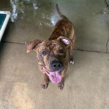 Trey -  Plott Hound Dog for Adoption in Greenville, Pennsylvania - Trey | PetCurious