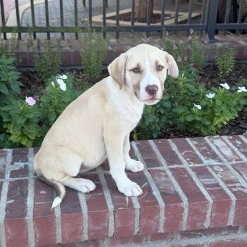Reece -  Labrador Retriever and Hound Dog for Adoption in Atlanta, Texas - Reece | PetCurious