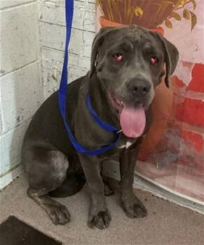 Cane Corso Dogs Available for Adoption in San Bernardino, California - MISTY | PetCurious