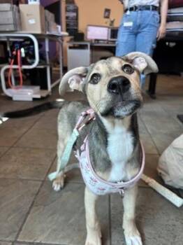 German Shepherd Dog and Beagle Dogs Available for Adoption - Chloe | PetCurious