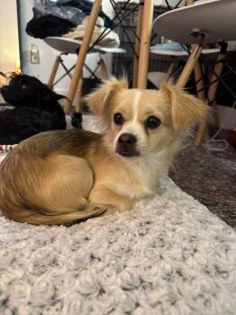 Maggie -  Chihuahua and Tibetan Spaniel Dog for Adoption in North Miami Beach, Florida - Maggie | PetCurious