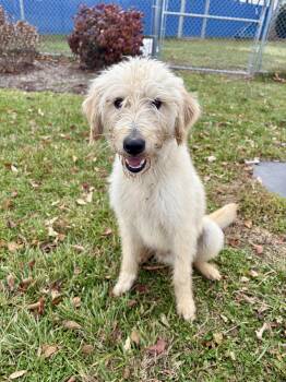 Rescue Goldendoodle Dogs for Adoption in Wooster, Ohio - Yogi | PetCurious