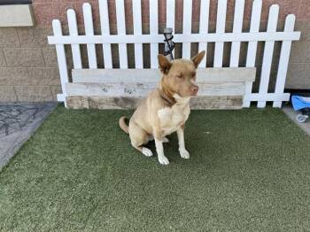 Pit Bull Terrier Dogs Available for Adoption in Modesto, California - A609134 | PetCurious