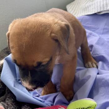 Pulled pork 7641 -  American Bulldog and Mixed Breed Dog for Adoption in Loxahatchee Groves, Florida - Pulled Pork 7641 | PetCurious