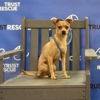 GINGIE -  Chihuahua Dog for Adoption in Waterford, New Jersey - GINGIE | PetCurious