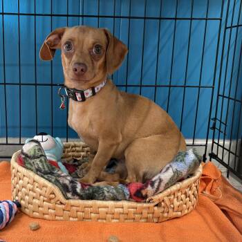 Dachshund Dogs Available for Adoption - Poppi | PetCurious