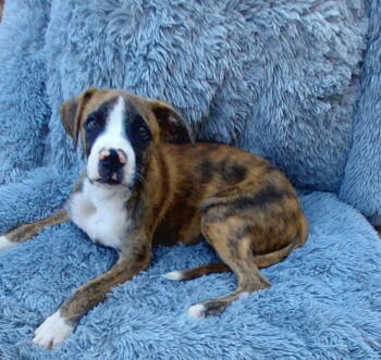 Rescue Boxer and Labrador Retriever Dogs for Adoption in Mentone, California - Cash | PetCurious