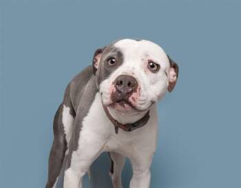 NINO -  Pit Bull Terrier Dog for Adoption in Brentwood, Missouri - NINO | PetCurious