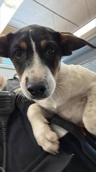 TOPH -  Australian Cattle Dog Blue Heeler and Rat Terrier Dog for Adoption in San Jose, California - TOPH | PetCurious