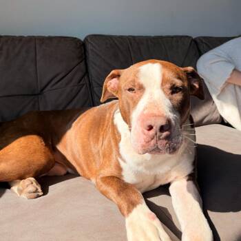 Mixed Breed Dogs Available for Adoption - Chip/Chief | PetCurious