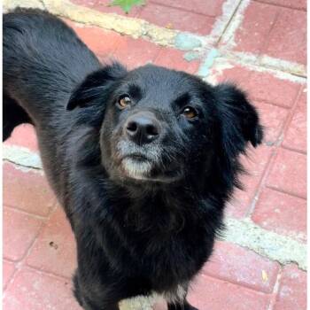 Cocker Spaniel Dogs Available for Adoption in Locust Fork, Alabama - Milkshake | PetCurious