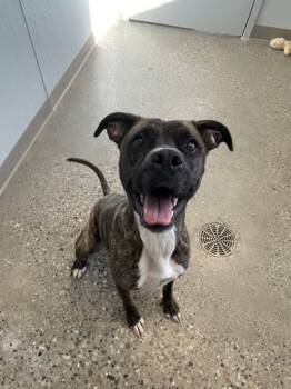 Elisa -  Mixed Breed Dog for Adoption in Lafayette, Indiana - Elisa | PetCurious