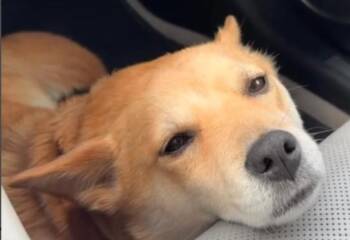 Shiba Inu Dogs Available for Adoption in Frazier Park, California - Nina | PetCurious