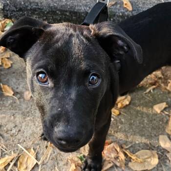 Rescue Pit Bull Terrier and Black Labrador Retriever Dogs for Adoption in Kansas City, Missouri - Teddy | PetCurious