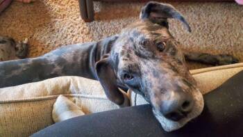 Rescue Great Dane Dogs for Adoption in Larkspur, Colorado - Duke | PetCurious