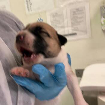 Andre -  Mixed Breed Dog for Adoption in Charleston, West Virginia - Andre | PetCurious