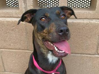 COREY -  Pit Bull Terrier and Mixed Breed Dog for Adoption in Moreno Valley, California - COREY | PetCurious