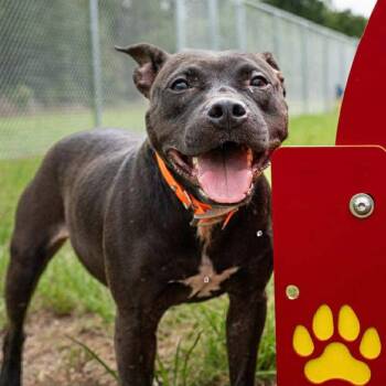 Rescue Mixed Breed Dogs for Adoption in Titusville, Florida - Ryka | PetCurious