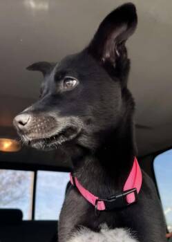 Rescue Cattle Dog and Mixed Breed Dogs for Adoption in Santa Clara, California - Ariya | PetCurious