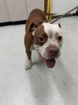 Mugi -  Mixed Breed Dog for Adoption in Savannah, Georgia - Mugi | PetCurious