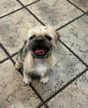 Brussels Griffon Dogs Available for Adoption in Phoenix, Arizona - Potato Puppies - Venice | PetCurious