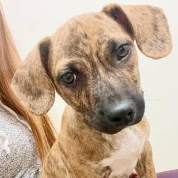 Stetson -  Chihuahua and Australian Cattle Dog Blue Heeler Dog for Adoption in Chino Valley, Arizona - Stetson | PetCurious