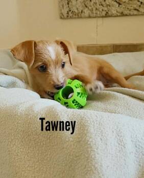 Tawney -  Chihuahua and Terrier Dog for Adoption in Mesa, Arizona - Tawney | PetCurious