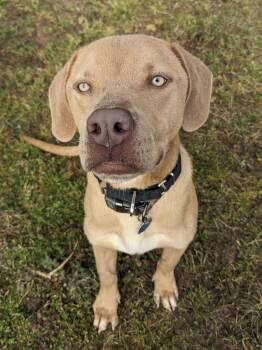 Labrador Retriever and Hound Dogs Available for Adoption - Benny | PetCurious