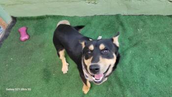Rescue Mixed Breed Dogs for Adoption in Puyallup, Washington - Lobo | PetCurious