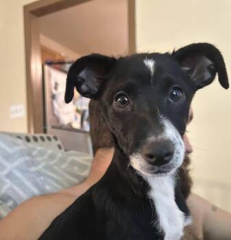 Calla -  Chihuahua Dog for Adoption in Crystal Lake, Illinois - Calla | PetCurious