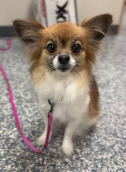 Minnie -  Pomeranian and Papillon Dog for Adoption in Bemidji, Minnesota - Minnie | PetCurious