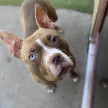 Rescue Mixed Breed Dogs for Adoption in Springboro, Ohio - Randi | PetCurious