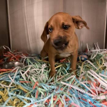 Tootles (Peter) -  Hound and Black Mouth Cur Dog for Adoption in Tampa, Florida - Tootles (Peter) | PetCurious