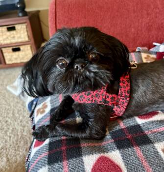 Shih Tzu Dogs Available for Adoption in Eden Prairie, Minnesota - PEARL | PetCurious