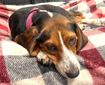 Dora -  Beagle Dog for Adoption in Tomball, Texas - Dora | PetCurious