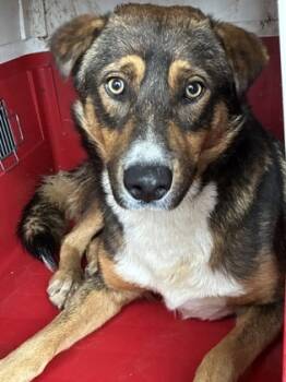 Rescue Shepherd and Mixed Breed Dogs for Adoption in Fresno, California - Roger | PetCurious