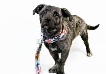 Basset Hound and Mixed Breed Dogs Available for Adoption in Fort Lauderdale, Florida - HUNTER | PetCurious