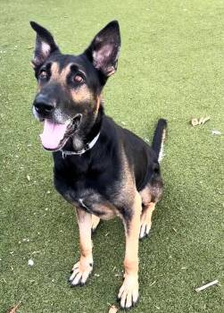 Konrad -  Mixed Breed and German Shepherd Dog Dog for Adoption in Austin, Texas - Konrad | PetCurious