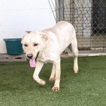 Shepherd and Mixed Breed Dogs Available for Adoption in Loxahatchee Groves, Florida - Amelia 1142 | PetCurious