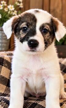 Britty Sport -  Shepherd Dog for Adoption in Andover, Massachusetts - Britty Sport | PetCurious