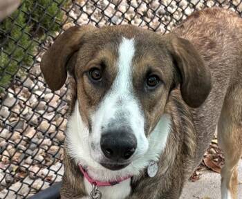 Justin -  German Shepherd Dog and Labrador Retriever Dog for Adoption in Golden, Colorado - Justin | PetCurious