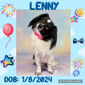 Papillon Dogs Available for Adoption - Lenny | PetCurious