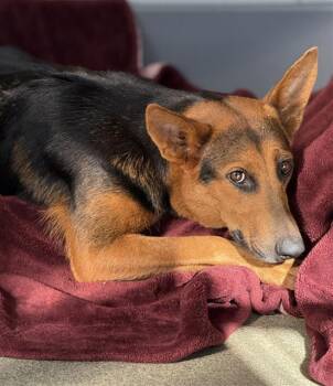 Rescue Mixed Breed Dogs for Adoption in Dallas, Texas - LUPA | PetCurious