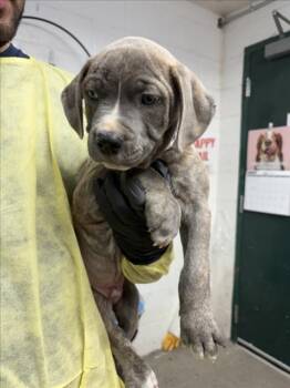 *DINGWALL -  Pit Bull Terrier Dog for Adoption in Woodland, California - *DINGWALL | PetCurious